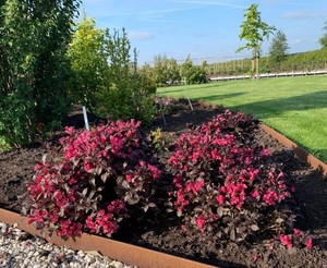 Weigela florida Minor Black.jpg