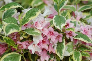 Weigela florida Nana Variegata.jpg