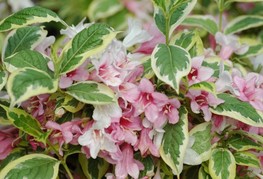 Weigela florida 'Nana Variegata' - pisanolistna vejgela