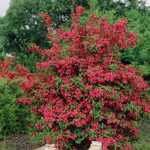 Weigela florida Red Prince.jpg
