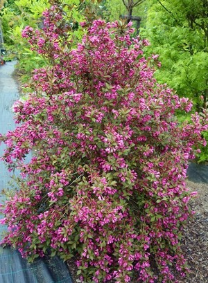 Weigela florida Victoria.jpeg