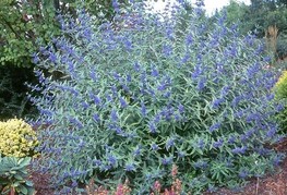 Caryopteris x clandonensis 'Heavenly Blue' - bradatec