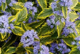 Caryopteris x clandonensis 'Summer Sorbet' - pisanolistni bradatec