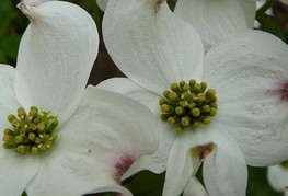 Cornus florida 'Rainbow' - floridski dren cvetnik