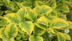 cornus-florida-rainbow.jpg