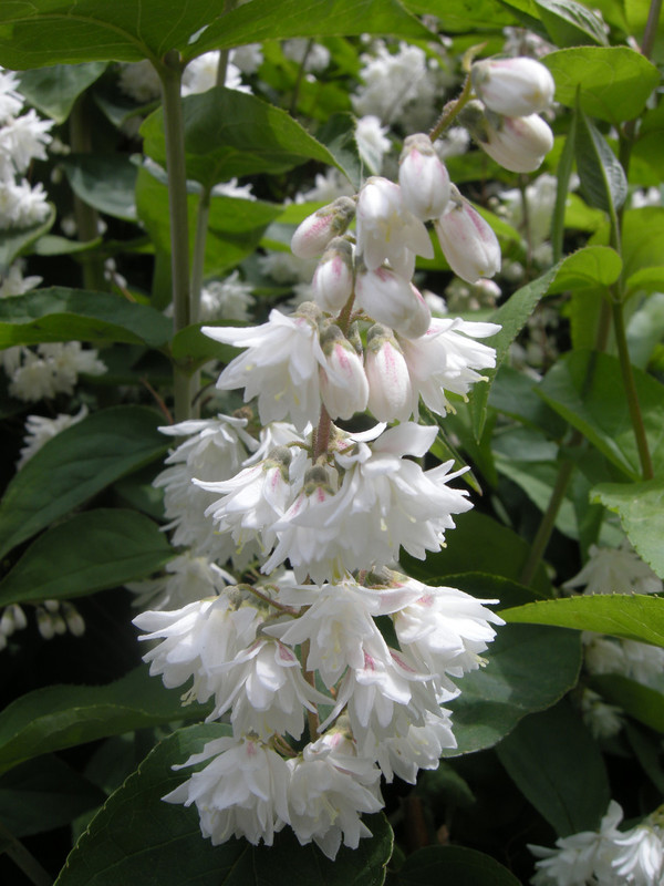deutzia scabra 1.jpg
