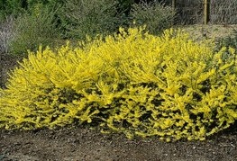 Forsythia x intermedia 'Courtasol' - plazeča forzicija