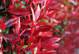 Photinia x fraseri 'Red Robin' - fotinija