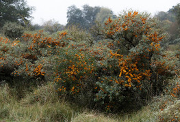 Hippophae rhamnoides - navadni rakitovec