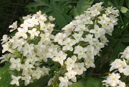 Hydrangea quercifolia 'Snowflake' (= H. quercifolia 'Brido') - hrastavolistna hortenzija