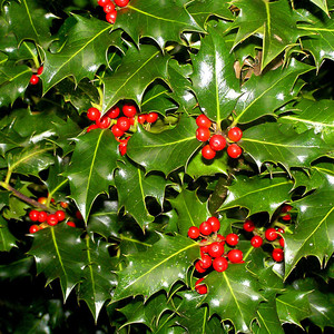 ilex-aquifolium 2.jpg