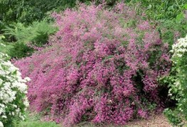 Lespedeza thunbergii - grmasta thunbergova detelja