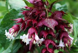 Leycesteria formosa - himalajski kovačnik, lejčesterija