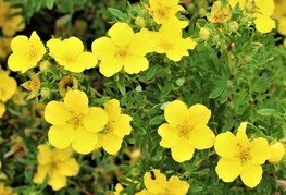 Potentilla fruticosa 'Goldteppich' - grmasti petoprstnik