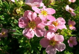 Potentilla fruticosa 'Princess' (= P. fruticosa 'Blink') - grmasti petoprstnik