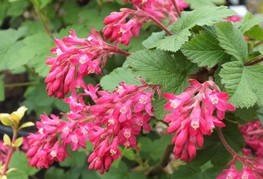 Ribes sanguieneum 'King Edward VII' - okrasni ribez