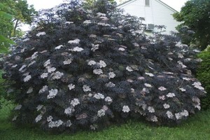 sambucus nigra black lace 1.jpg