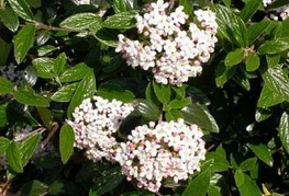 Viburnum x burkwoodii - brogovita