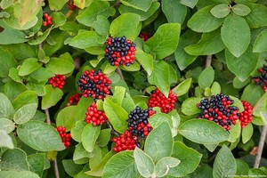 viburnum lantana 1.jpg