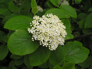 viburnum lantana.jpg