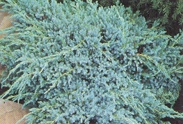 Juniperus squamata 'Blue Carpet'  - brin