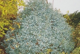 Chamaecyparis pisifera 'Boulevard' - siva grahasta pacipresa