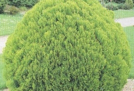 Thuja occidentalis 'Danica' - okroglasti klek