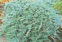 Juniperus horizontalis 'Glauca'  - brin