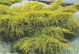 Juniperus x media 'Gold Coast' - brin