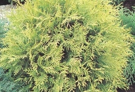 Thuja occidentalis 'Golden Globe' - klek