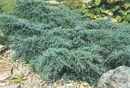 Juniperus virginiana 'Grey Owl' - brin