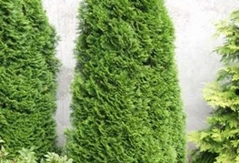 Thuja occidentalis 'Holmstrup' - stebrasti klek