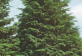 Chamaecyparis lawsoniana - lawsonova pacipresa