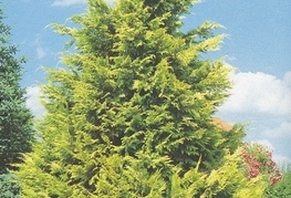 Chamaecyparis lawsoniana 'Lane' - pacipresa