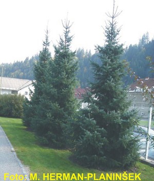 Picea omorika.jpg