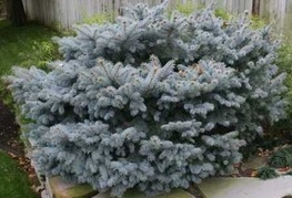 Picea pungens 'Glauca Globosa' - pritlikava srebrna smreka