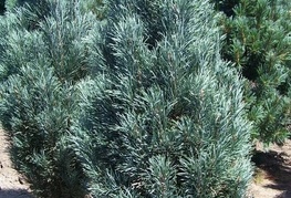 Pinus sylvestris 'Fastigiata' - sebrasti rdeči bor