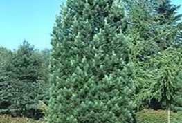 Pinus cembra - cemprin