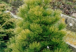 Pinus leucodermis - munika