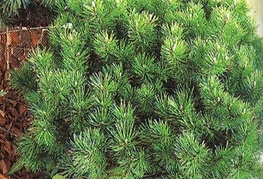 Pinus mugo - rušje, planinski bor