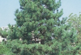 Pinus nigra - črni bor