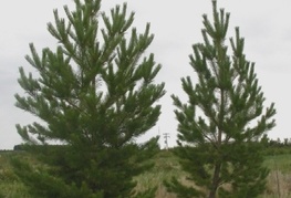 Pinus sylvestris - rdeči bor
