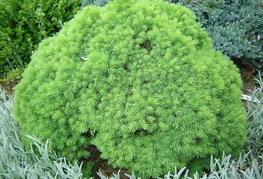 Picea glauca 'Alberta Globe' - okroglasta smreka