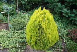 Thuja orientalis 'Berkman' - kitajski klek