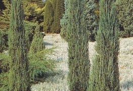 Juniperus scopulorum 'Skyrocket'  - brin (= J. virginiana 'Skyrocket)