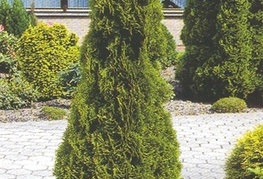 Thuja occidentalis 'Smaragd' - stožčasti ameriški klek