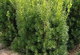 Taxus media 'Hicksii' - tisa