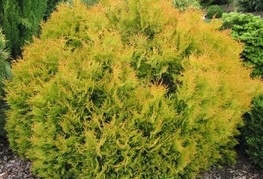 Thuja occidentalis 'Rheingold' - rumeni klek