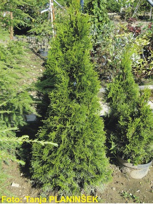 Thuja occidentalis Smaragd 1.jpg