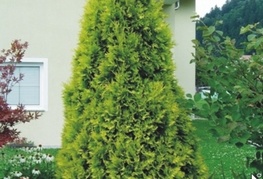 Thuja occidentalis 'Sunkist' - svetlo rumeni klek